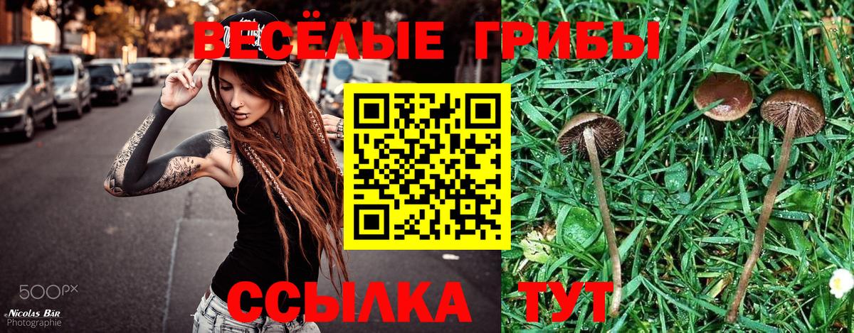 Псилоцибиновые грибы Cubensis Иваново